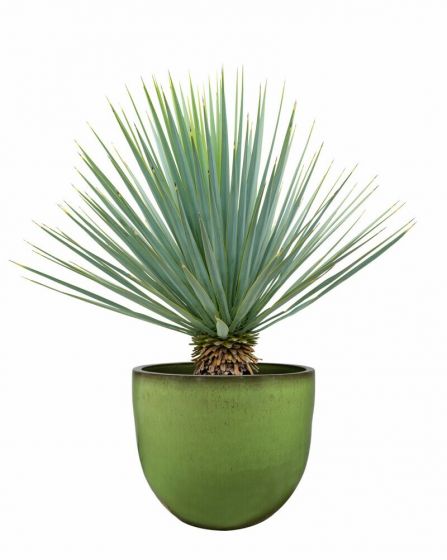 Topf Pure Forest | Ø 48 x H 43 cm